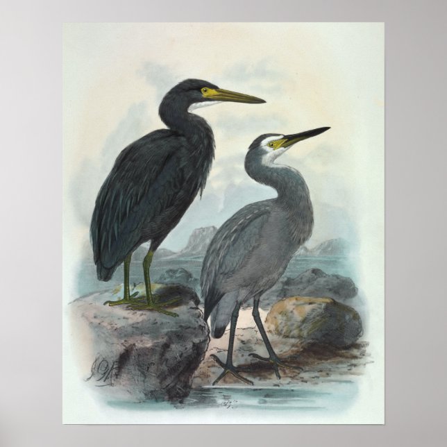 Östra Reef Egret och White-Faced Heron Poster (Framsidan)