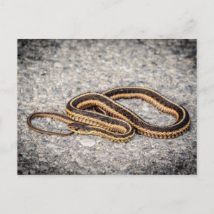 Östra Ringorm (Garter Snake) Vykort