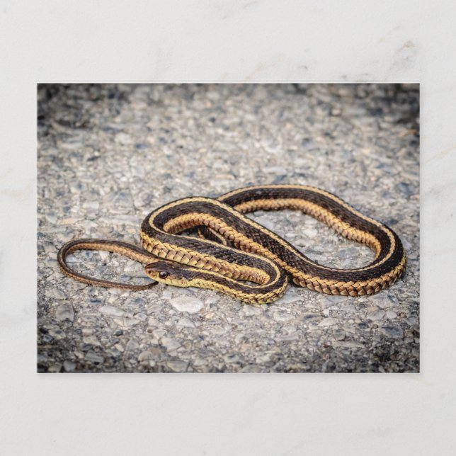 Östra Ringorm (Garter Snake) Vykort (Framsida)