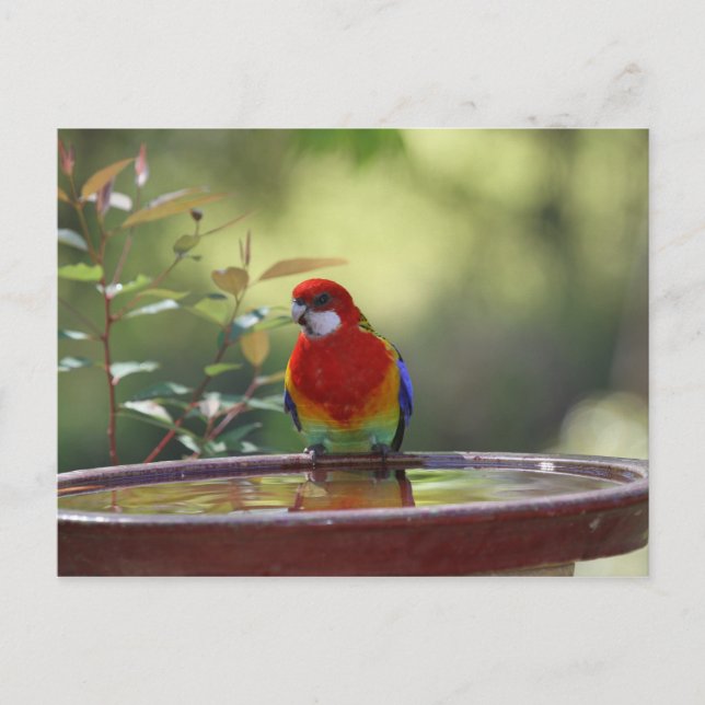 Östra Rosella Australian Vykort (Framsida)