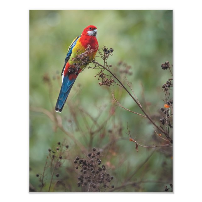 Östra Rosella-papegoja - 11 x 14-tumsfoto Fototryck (Framsidan)