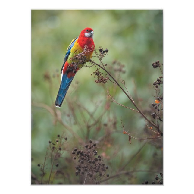 Östra Rosella-papegoja - 12 x 16-tumsfoto Fototryck (Framsidan)