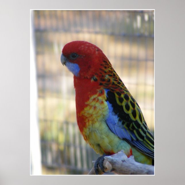 Östra Rosella Parakeet Poster (Framsidan)