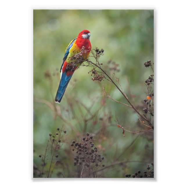 Östra Rosella parrot - 5 x 7-tums fototryck (Framsidan)
