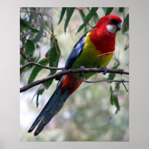 Östra Rosella Poster