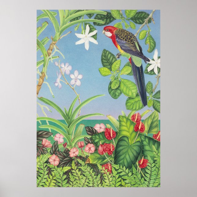 Östra Rosella Poster (Framsidan)