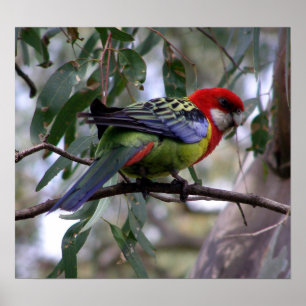 Östra Rosella Poster