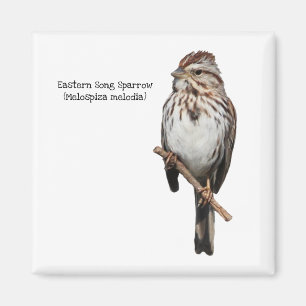 Östra Sång Sparris Magnet