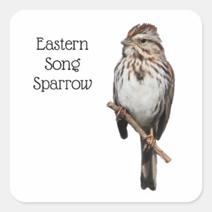 Östra Sång Sparrow Fyrkantigt Klistermärke