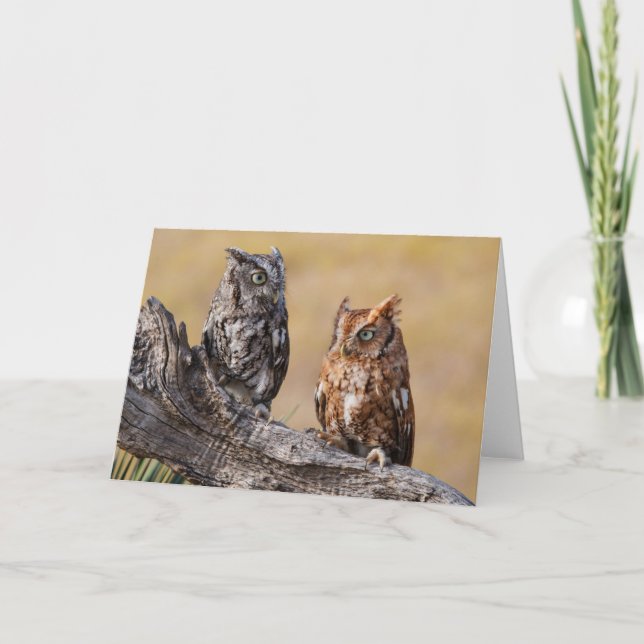 Östra Screech Ow Roosting i Träd Kort (Framsida)