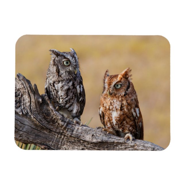 Östra Screech Ow Roosting i Träd Magnet (Horisontell)