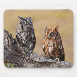 Östra Screech Ow Roosting i Träd Musmatta
