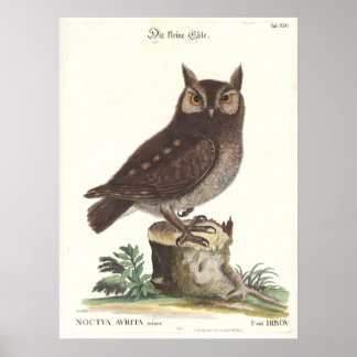 Östra Screech Uggla Catesby Seligman Reproduction Poster