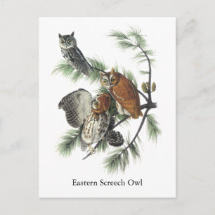 Östra Screech Uggla, John Audubon Vykort