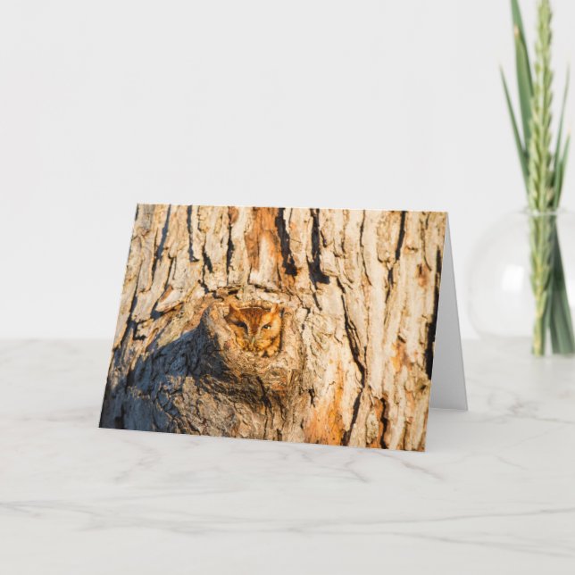 Östra Screech-Uggla Kort (Framsida)