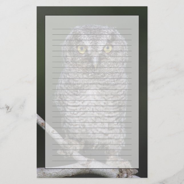 Östra Screech-Uggla, Megascop asio, Otus 2 Brevpapper (Framsida)