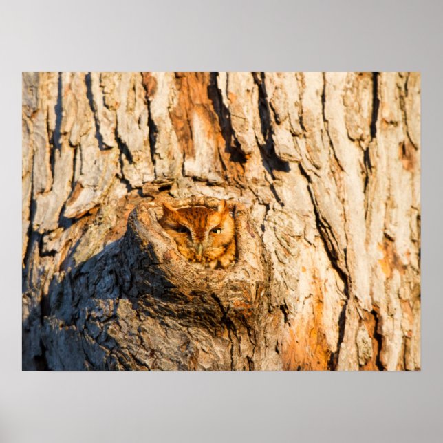 Östra Screech-Uggla Poster (Framsidan)