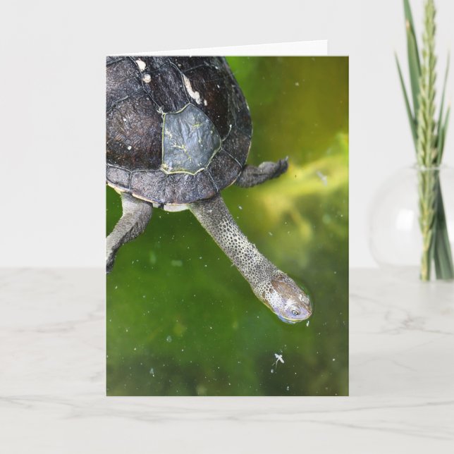 Östra Snake-Necked Turtle Helgkort (Framsida)