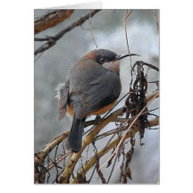 Östra Spinebill för fåglar för födelsedagkort