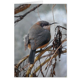 Östra Spinebill för fåglar för födelsedagkort Hälsningskort