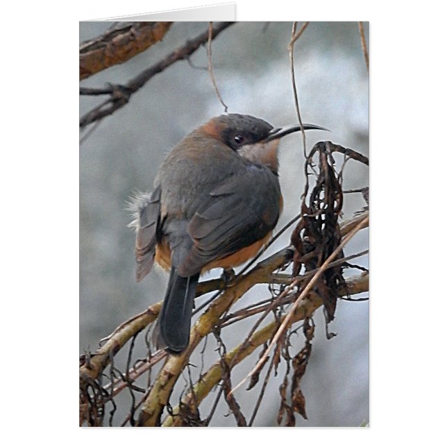 Östra Spinebill för fåglar för födelsedagkort Hälsningskort (Framsidan)