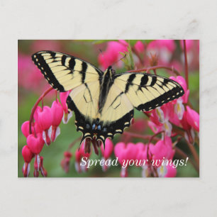 Östra Swallowtail Vykort