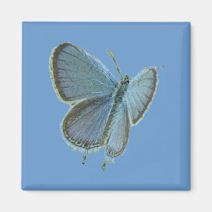 Östra-Tails Blue Butterfly Magnet