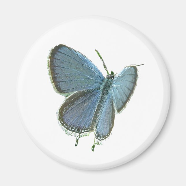 Östra-Tails Blue Butterfly Magnet (Framsidan)