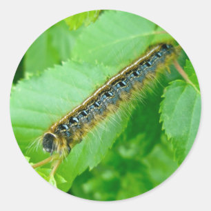 Östra Tält Caterpelare Sticker Runt Klistermärke