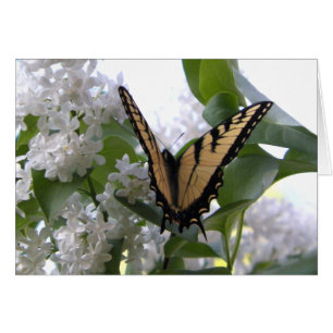 Östra Tiger Sväljer Svan på White Lilac Bush OBS Kort