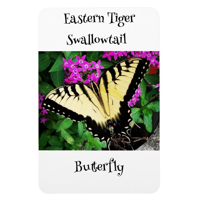 Östra Tiger Swallowtail Butterfly #1 Magnet (Vertikal)
