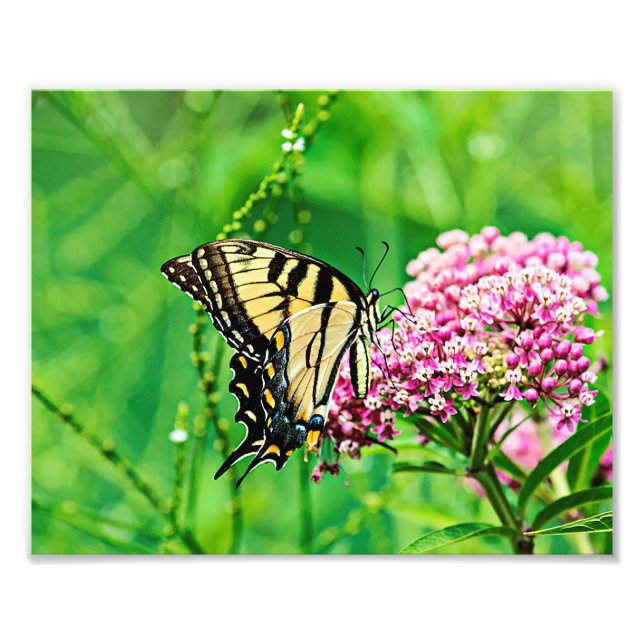 Östra Tiger Swallowtail Butterfly Fototryck (Framsidan)