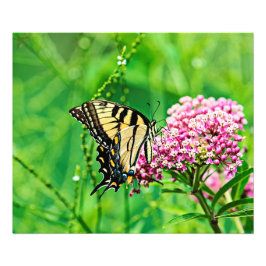 Östra Tiger Swallowtail Butterfly Fototryck