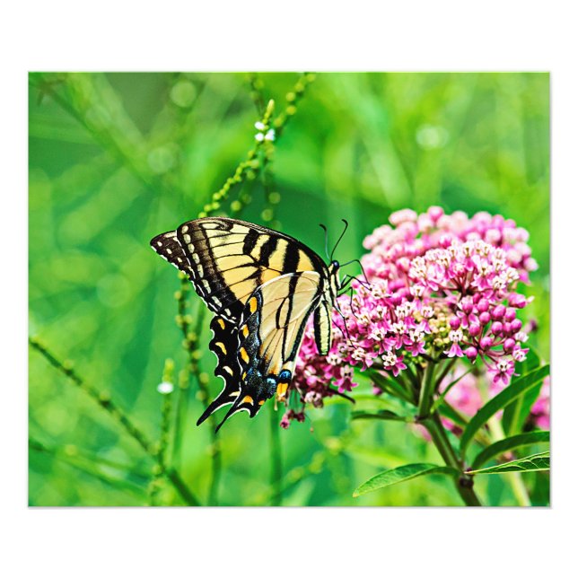 Östra Tiger Swallowtail Butterfly Fototryck (Framsidan)
