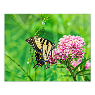 Östra Tiger Swallowtail Butterfly Fototryck