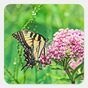 Östra Tiger Swallowtail Butterfly Fyrkantigt Klistermärke