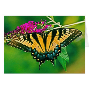 Östra Tiger Swallowtail Butterfly Hälsningskort