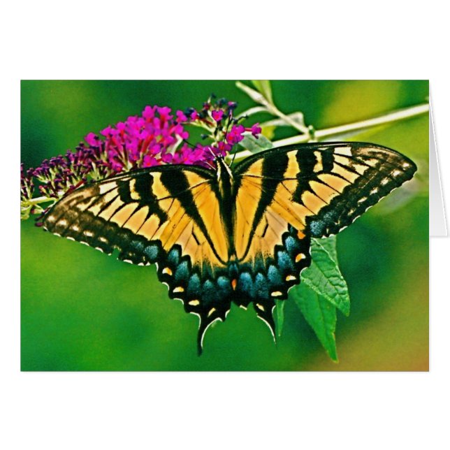 Östra Tiger Swallowtail Butterfly Hälsningskort (Framsidan Horizontal)