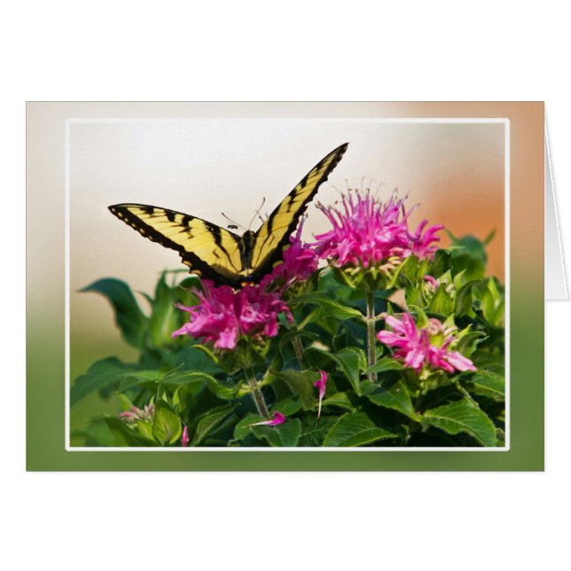 Östra Tiger Swallowtail Butterfly Hälsningskort (Framsidan Horizontal)