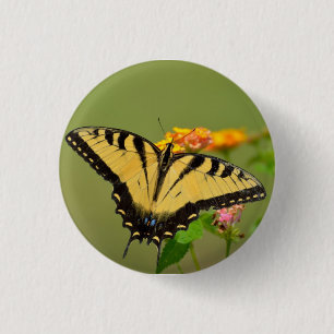 Östra Tiger Swallowtail Butterfly Knapp