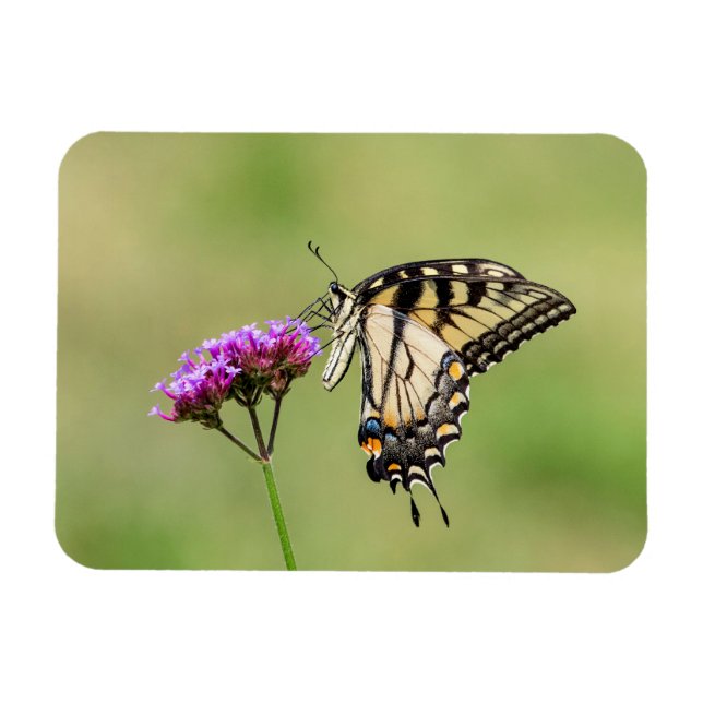 Östra Tiger Swallowtail Butterfly Magnet (Horisontell)