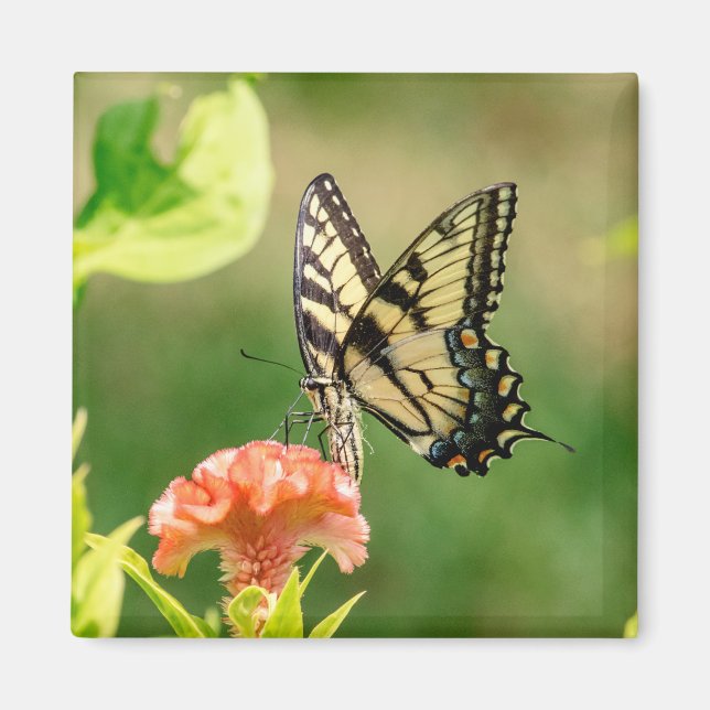 Östra Tiger Swallowtail Butterfly Magnet (Framsidan)