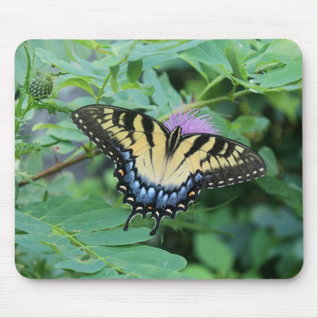 Östra Tiger Swallowtail Butterfly Musmatta (Framsidan)