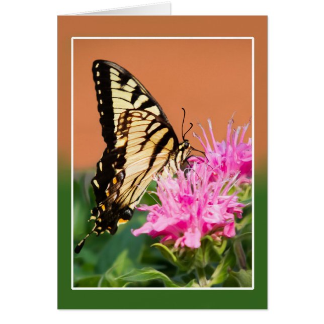 Östra Tiger Swallowtail Butterfly OBS Kort (Framsidan)