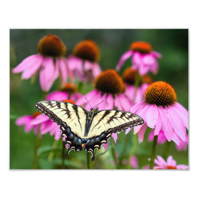 Östra Tiger Swallowtail Butterfly on Coneflower Fototryck (Framsidan)