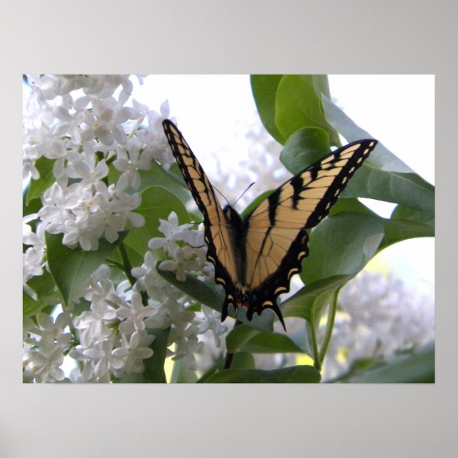 Östra Tiger Swallowtail Butterfly on White Lilac Poster (Framsidan)