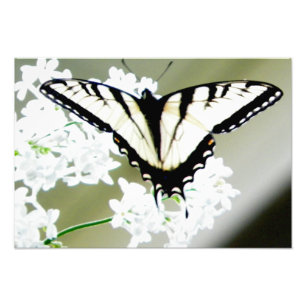 Östra Tiger Swallowtail Butterfly Photo Fototryck