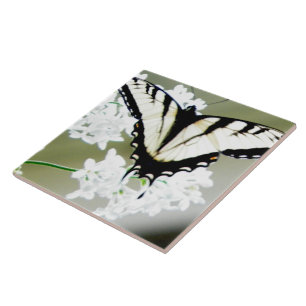 Östra Tiger Swallowtail Butterfly Photo Kakelplatta