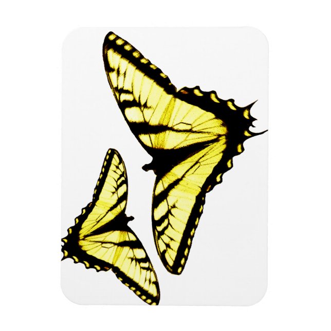 Östra Tiger Swallowtail Butterfly Photo Magnet (Vertikal)