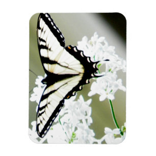 Östra Tiger Swallowtail Butterfly Photo Magnet
